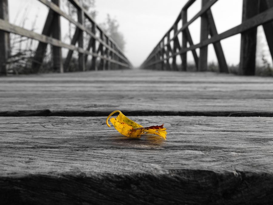 Leaf On Edge Bridge